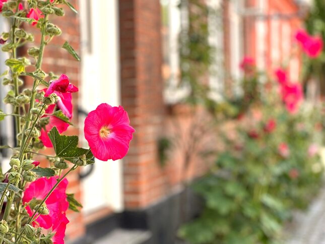 581450653_1410060821127029_4864082798050186525_n