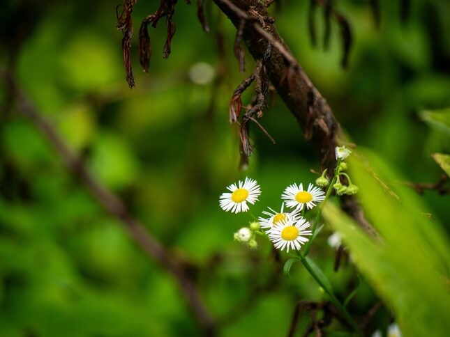 pexels-zfxmql-34725866