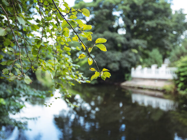 tak-van-een-boom-tegen-een-rivier