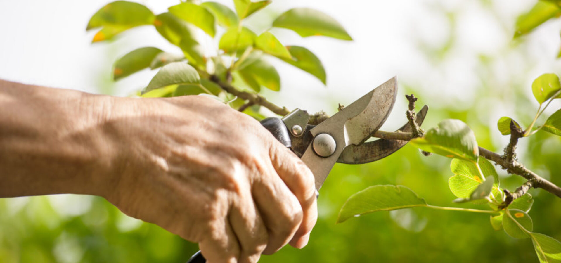 snoeien-Depositphotos_11439955_original